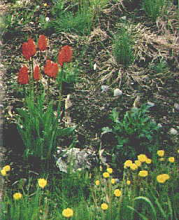 flower5.jpg (20846 bytes)