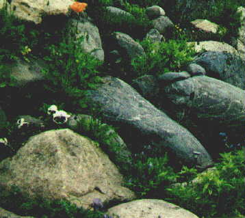 flower6.jpg (19898 bytes)