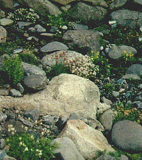 flower7.jpg (21894 bytes)