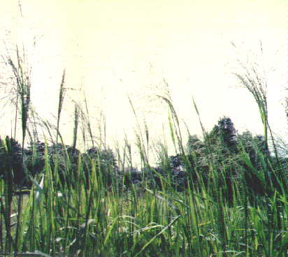 pbm4.jpg (22799 bytes)