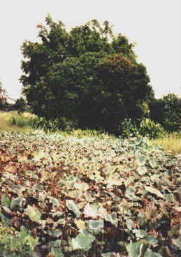 sbuloh3.jpg (19831 bytes)