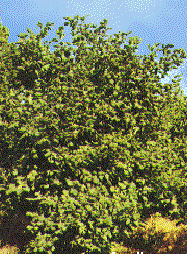 HAZELNUT TREES.GIF (57126 bytes)