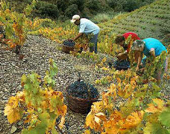 grapes harvest.jpg (54417 bytes)