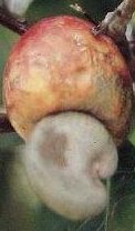 Image of caju01.jpg