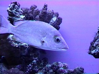 Aquarium Tank
