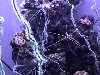 Coral banded shrimp