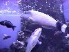 In the reef tank