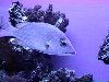 Aquarium tank