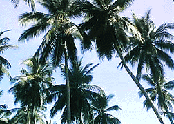 coconuts