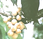 Photo fruit