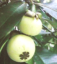 Photo fruit