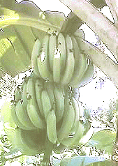 Photo fruit
