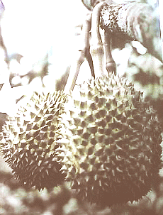 Photo fruit