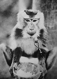 monkey