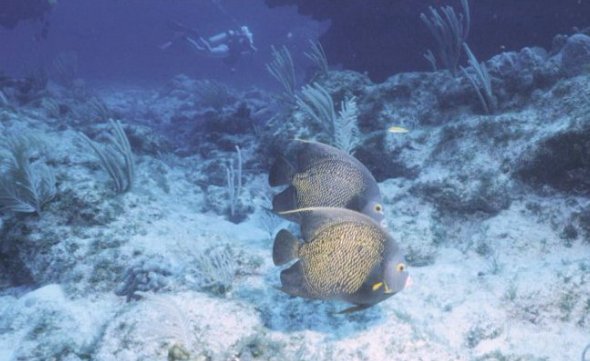 Angle fish