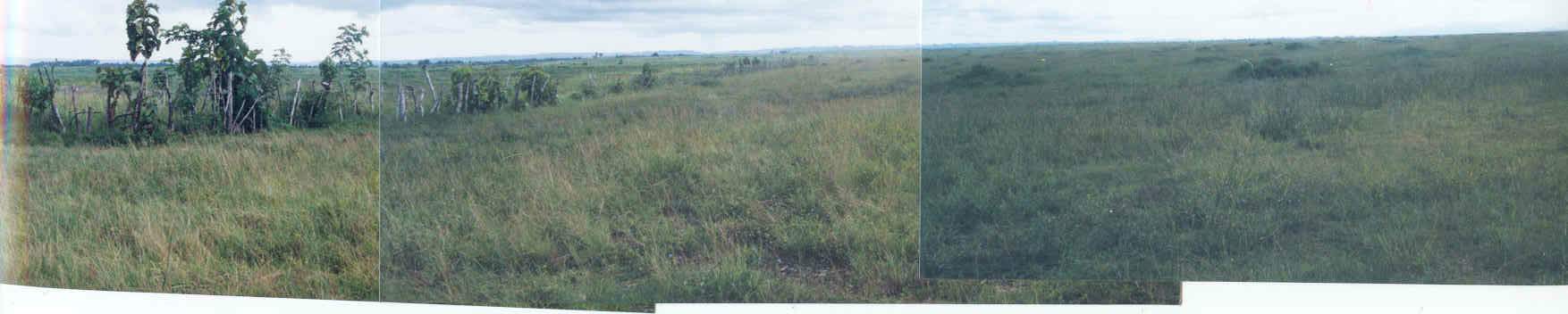 why no corn?  why no weeds?