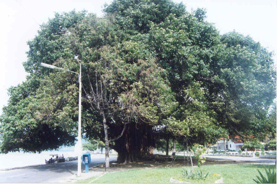 Damn big tree!