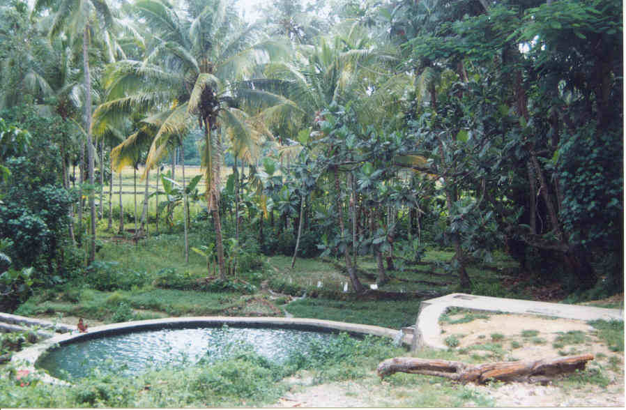 oasis!