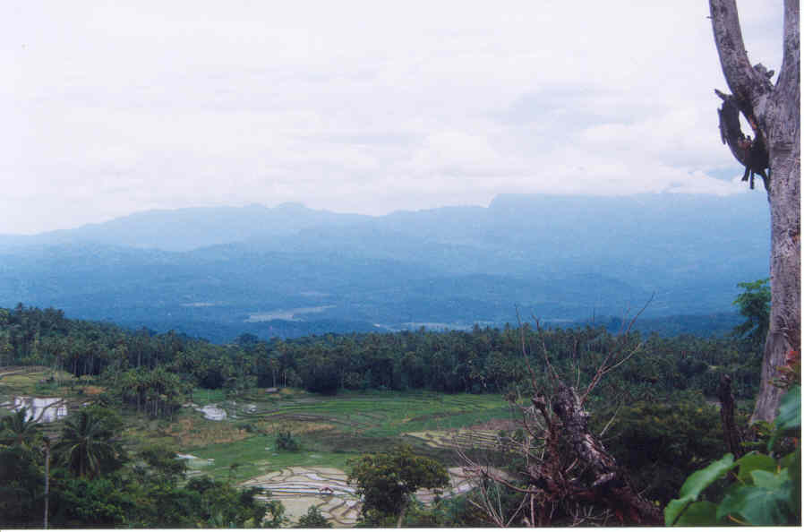 Some valley rice paddy