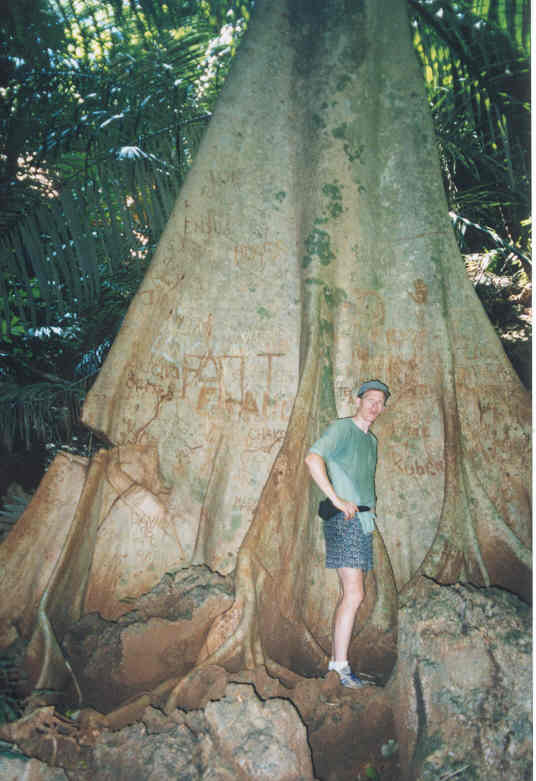 big tree