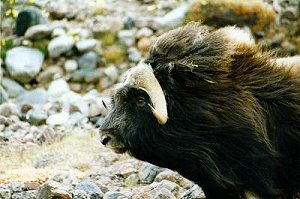 Arctic Ox - Muskox