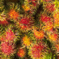 Rambutan