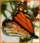 Mariposa Monarca