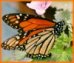 Mariposa Monarca