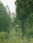 Bosques de Oyamel, habitat de la mariposa. Senguio, MIch.