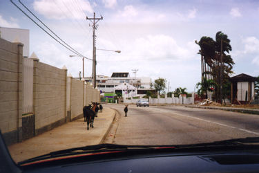Goats in the Road
