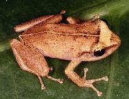El Coqu