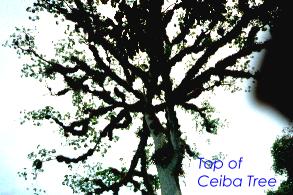Ceiba Tree Bottom