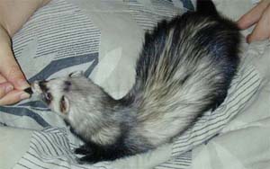 Side View of Harlie eating a raisin