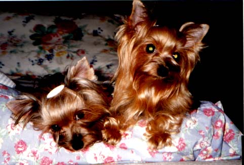 2 of iya's doggies