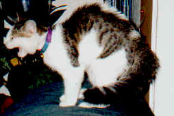 wpe3.jpg (7709 bytes)