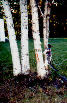 wpe4.jpg (17818 bytes)