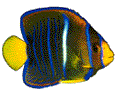 fish03.gif (8879 bytes)
