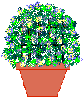 plant1a.gif (5979 bytes)