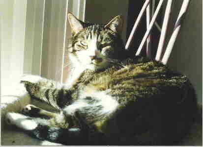 This is my cat Skippy
