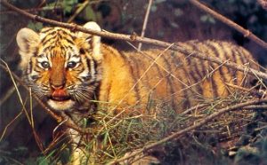 /user/siberian_04_cub.jpg