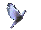 dovec.gif (36928 bytes)