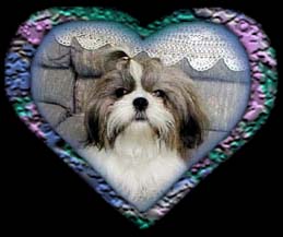 Shih Tzu