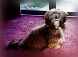 Lhasa Apso - Nikki