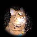 Tabby Cat