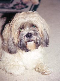 Lhasa Apso
