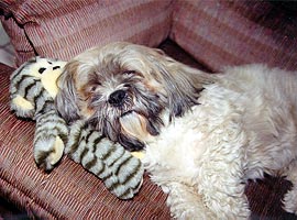 Lhasa Apso