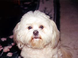 BITE ME - woof