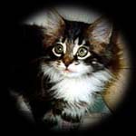 Maine Coon Kitten