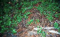 matsutbefore.jpg (24700 bytes)