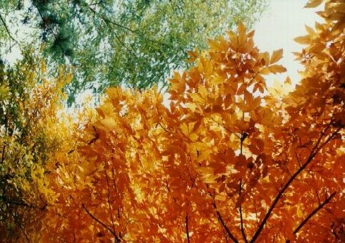  Autom, at school ... 